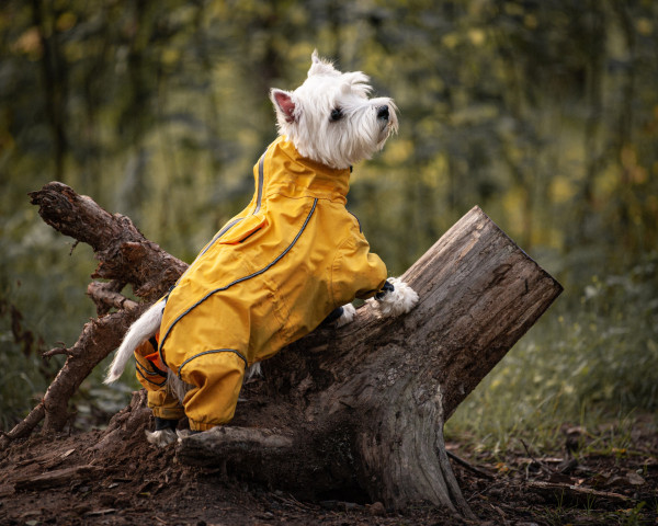 Mit Hund durch den Herbst 