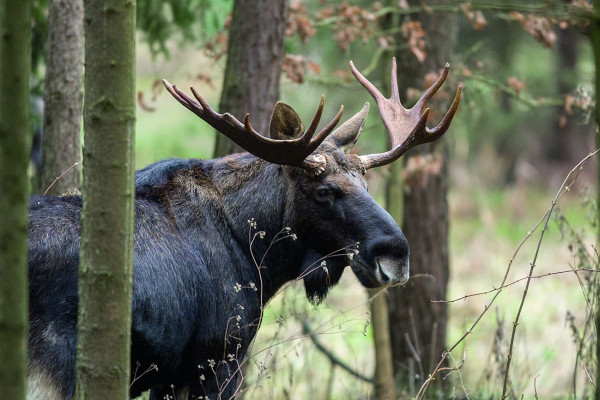Wildpark Weilburg 