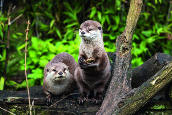 Wildpark Weilburg 
